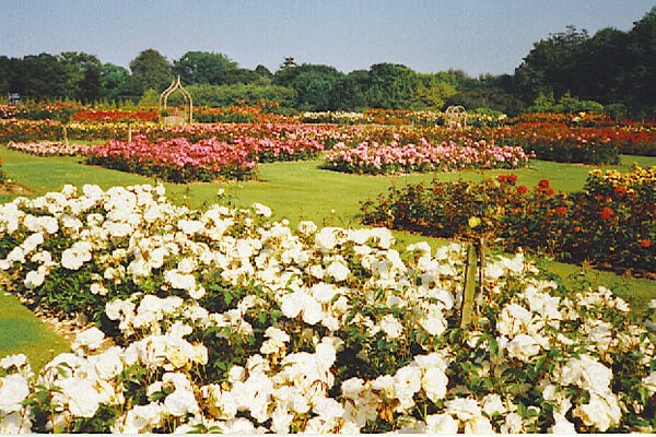 阿伯丁的榛果头