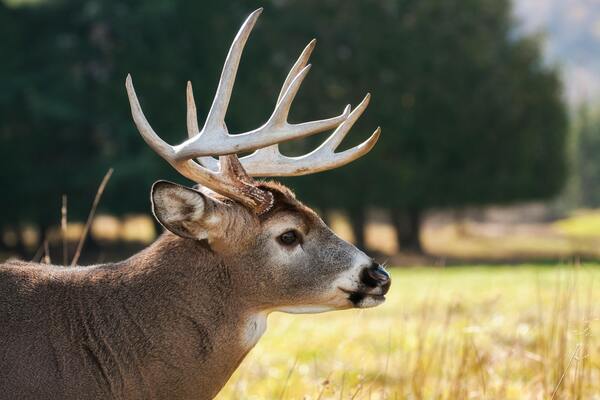 Deer in Phoenix Park in Dublin